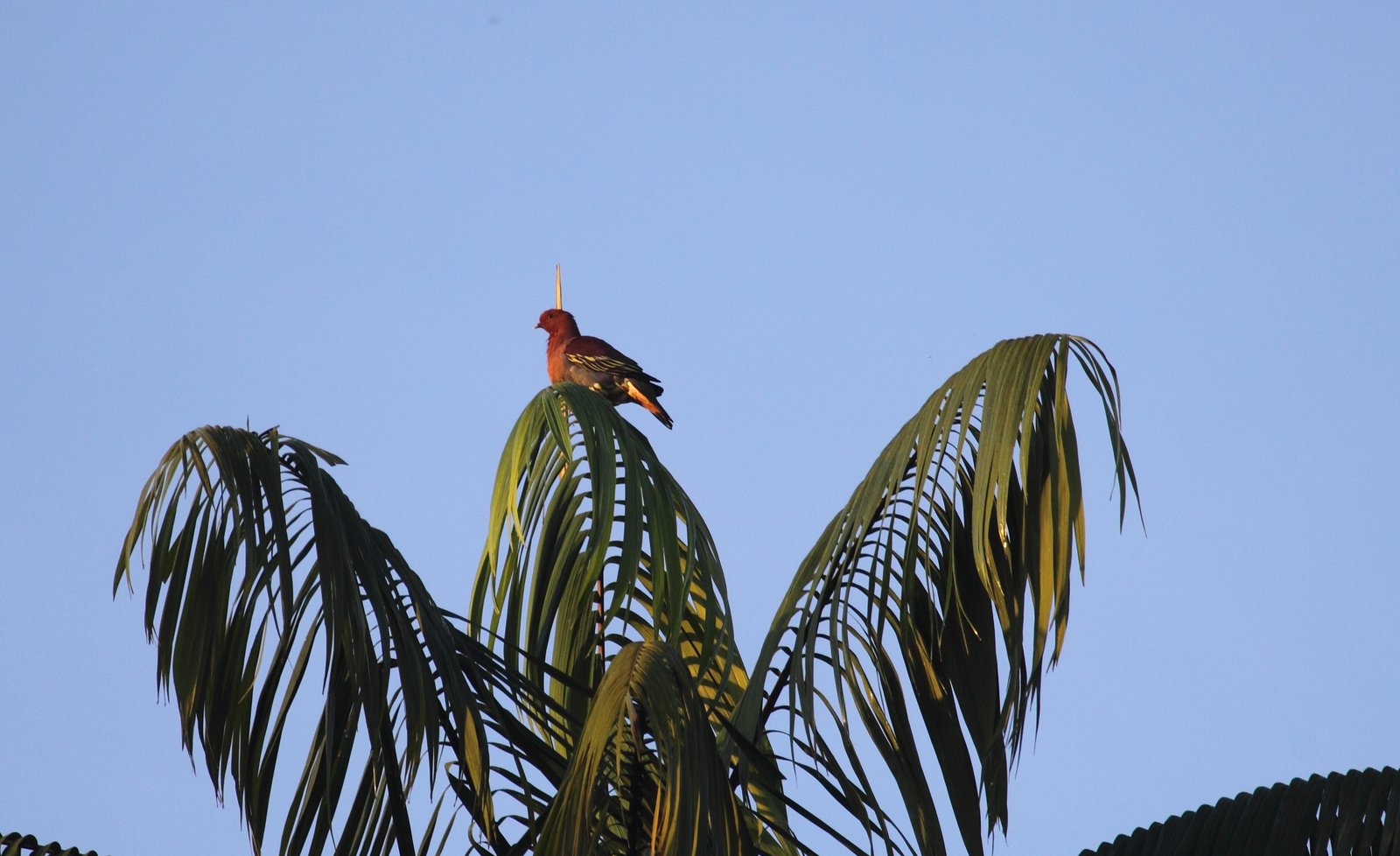 Cinnamon-headed Green Pigeon: right on cue.