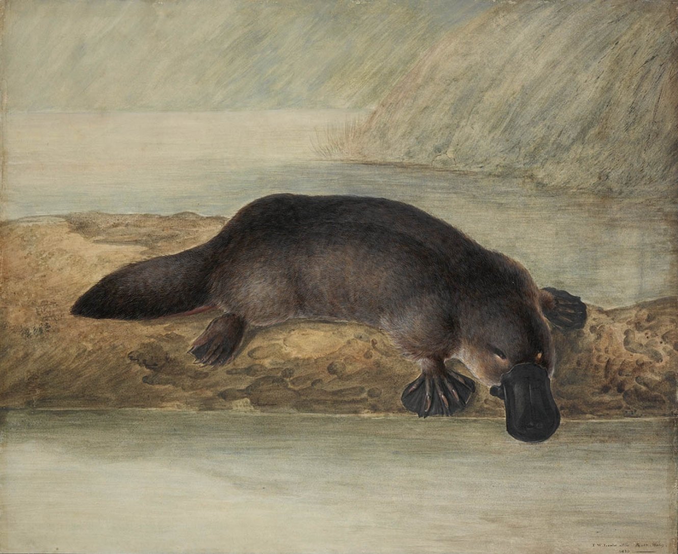 The platypus Ornithorhynchus anatinus, by John Lewin 1808. CC.