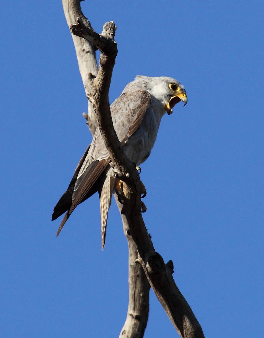 A Grey Falcon Falco hypoleucos, straining to eject a pellet. I collected this pellet too and it was composed almost entirely of Budgerigar bones and feathers.