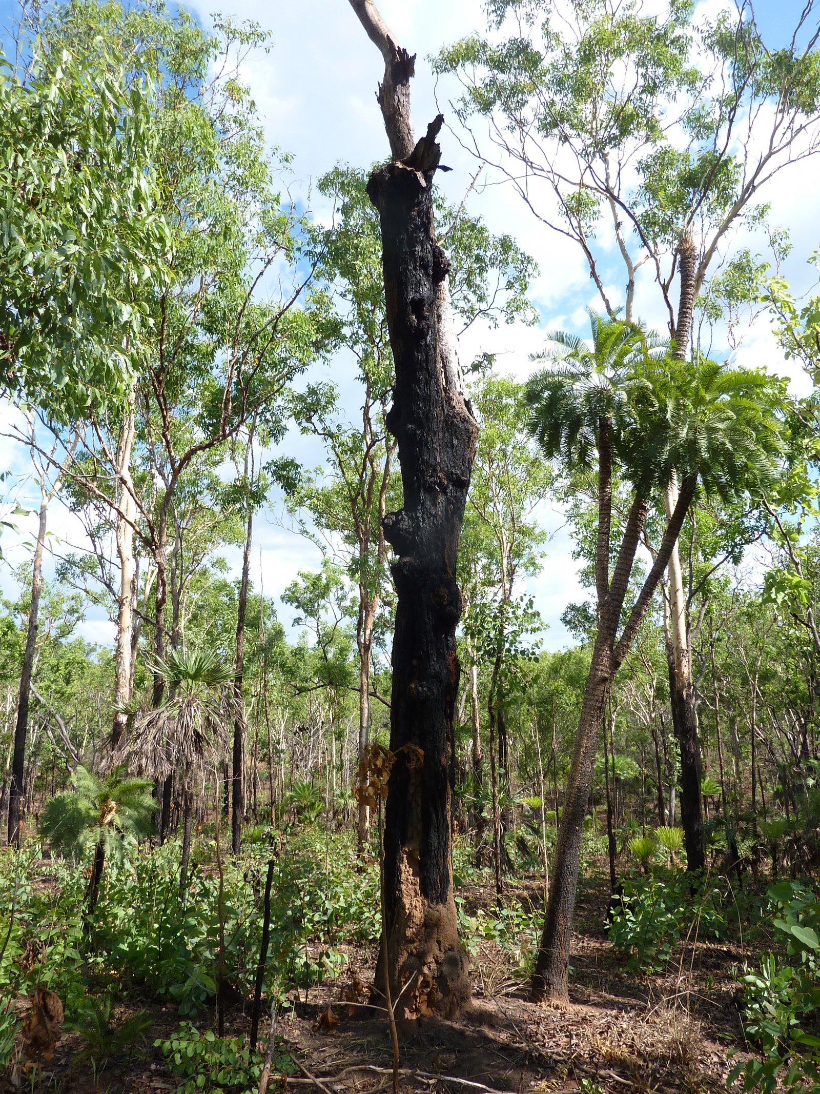 This pellet was found at the base of this burnt out tree. It's difficult to make out from this picture but it has a large hollow opening upwards at the top of the trunk. The beastie may well have been in there for all I know.