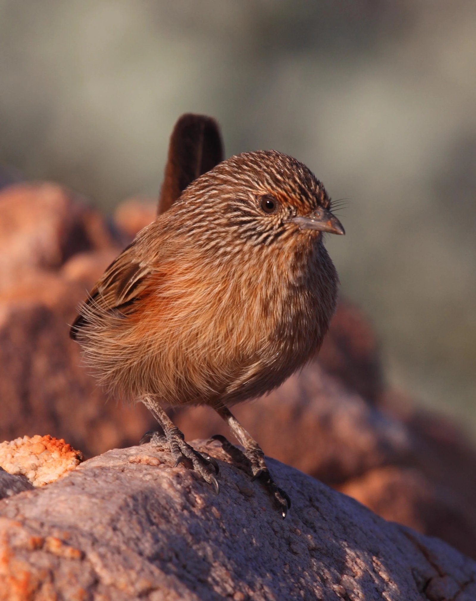 Dusky Grasswren Amytornis purnelli, adult female.