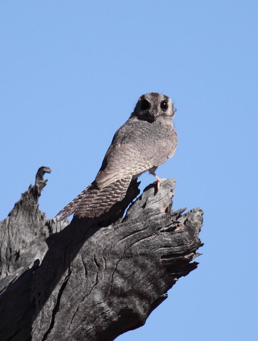 Australian Owlet-nightjar Aegotheles cristatus, basking in daylight at a roost hollow. Front-facing eyes, super cryptic, super creepy and, apparently, prodigious ant-eaters.