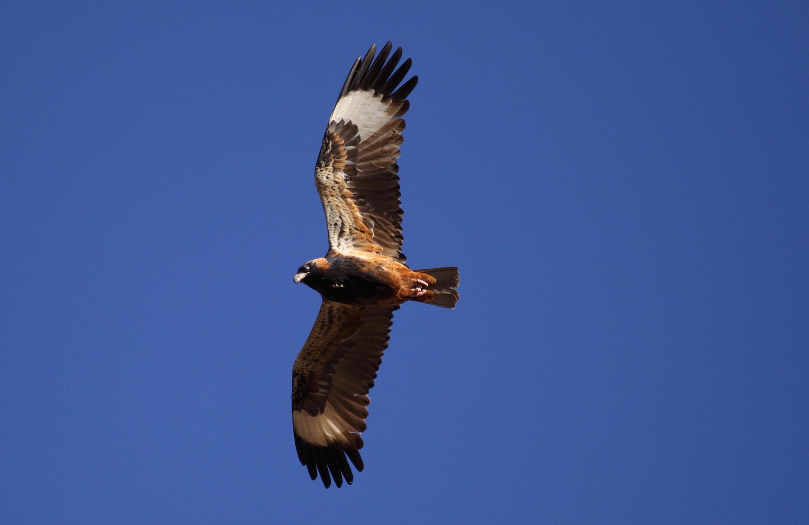 Black-breasted Buzzard - a curious beastie.&nbsp;